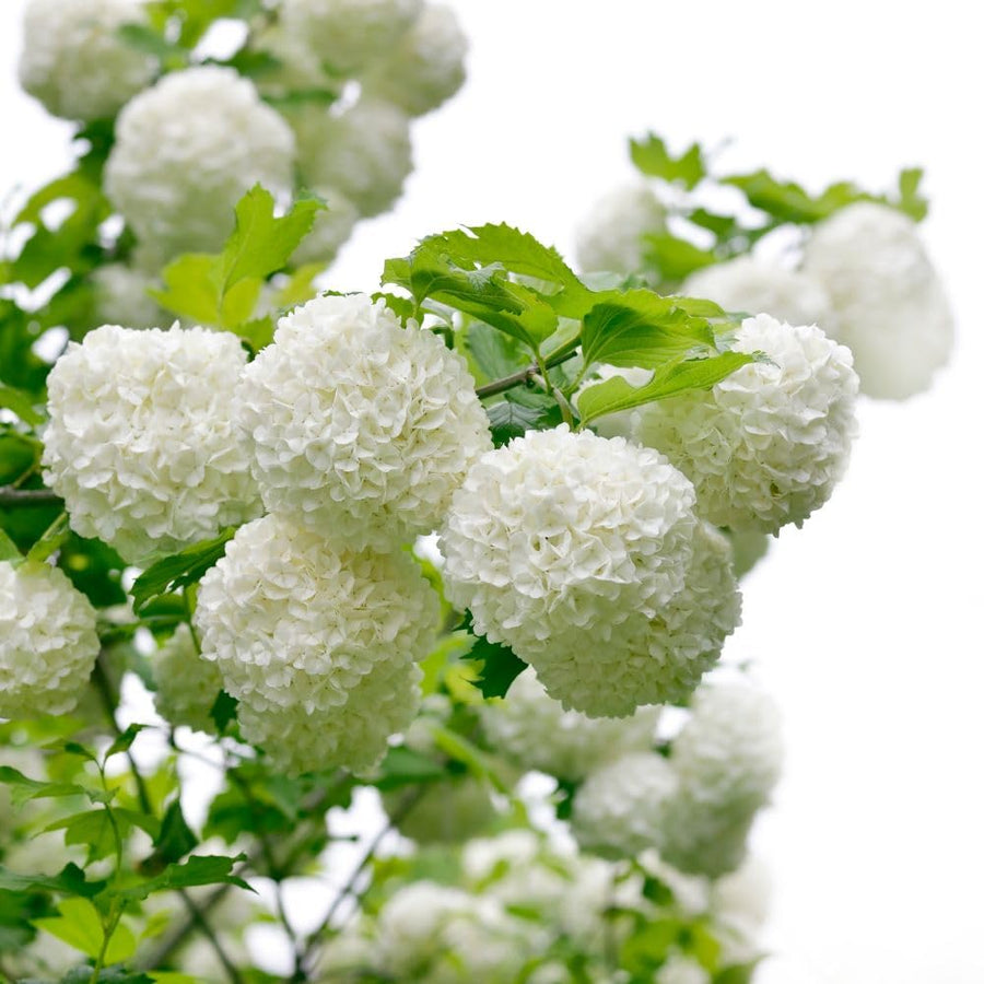 2 Snowball Bush Live Plant in Pot, Snowball Viburnum Tree 4-6 Inches Tall, Flowering Viburnum Shrub for Outdoor Gardens and Walkways