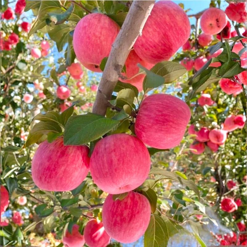 Pink Apple Tree 2–3 Ft Tall, Fruit Apple Tree Plant for Outdoor Garden, Sweet Crisp Apples for Backyard Orchard or Home Garden Growing