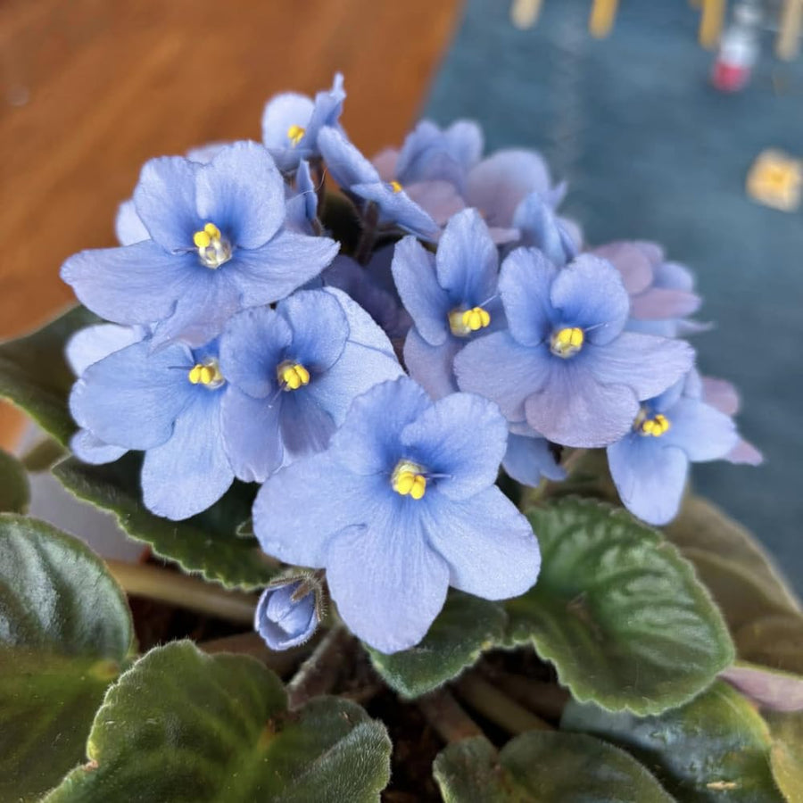 Light Blue African Violets Live Plant in 4" Pot, Starter African Violet for HouseplantIndoor Outdoor Home Decor