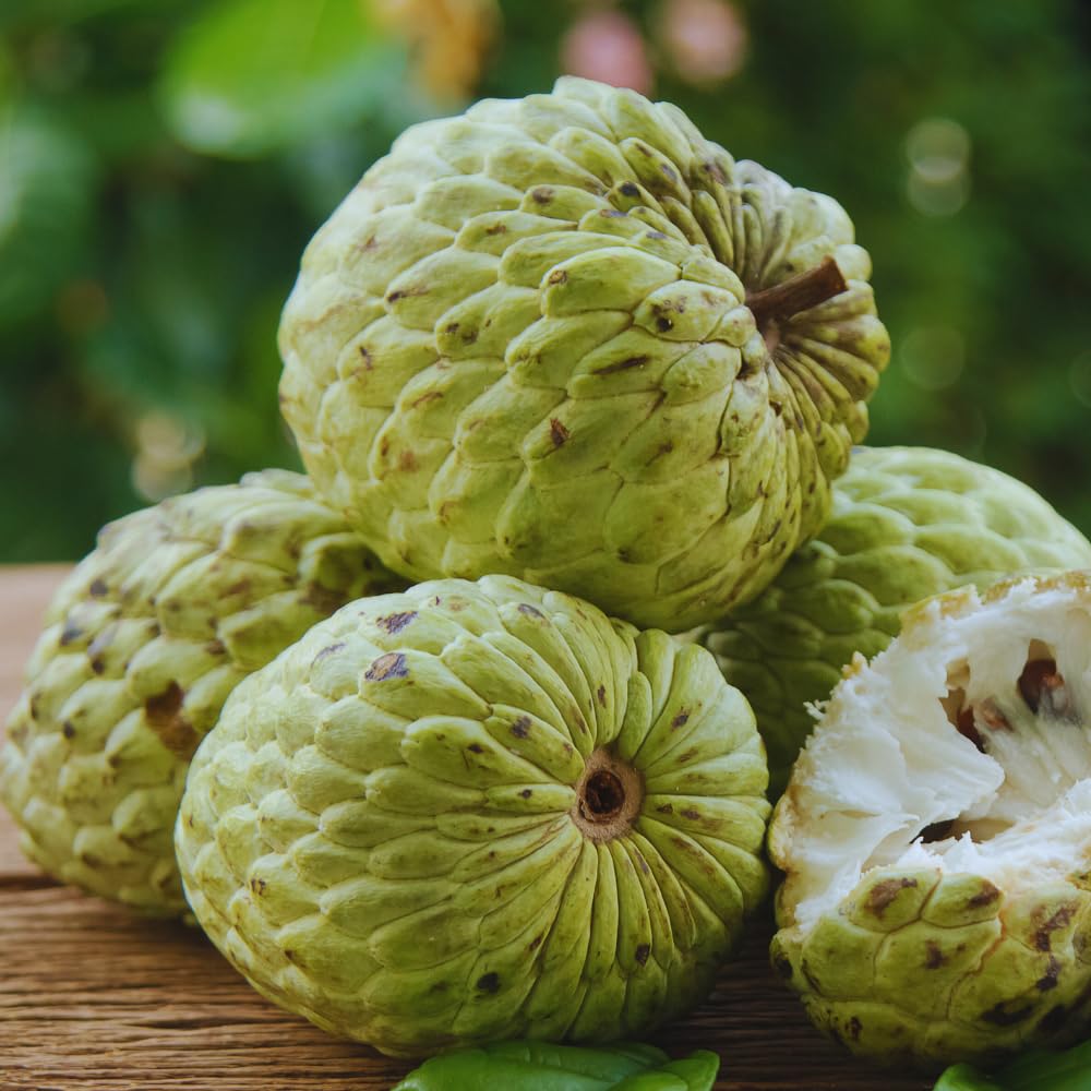 Sugar Apple Tree Live Plant, Custard Apple Plant Live Between 3 and 4 Feet Tall, Sweet Fruit Tree Home Garden