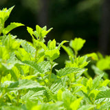Lemon Balm Plant, Fragrant Herb, 5-8 Inches Tall, Ready for Planting