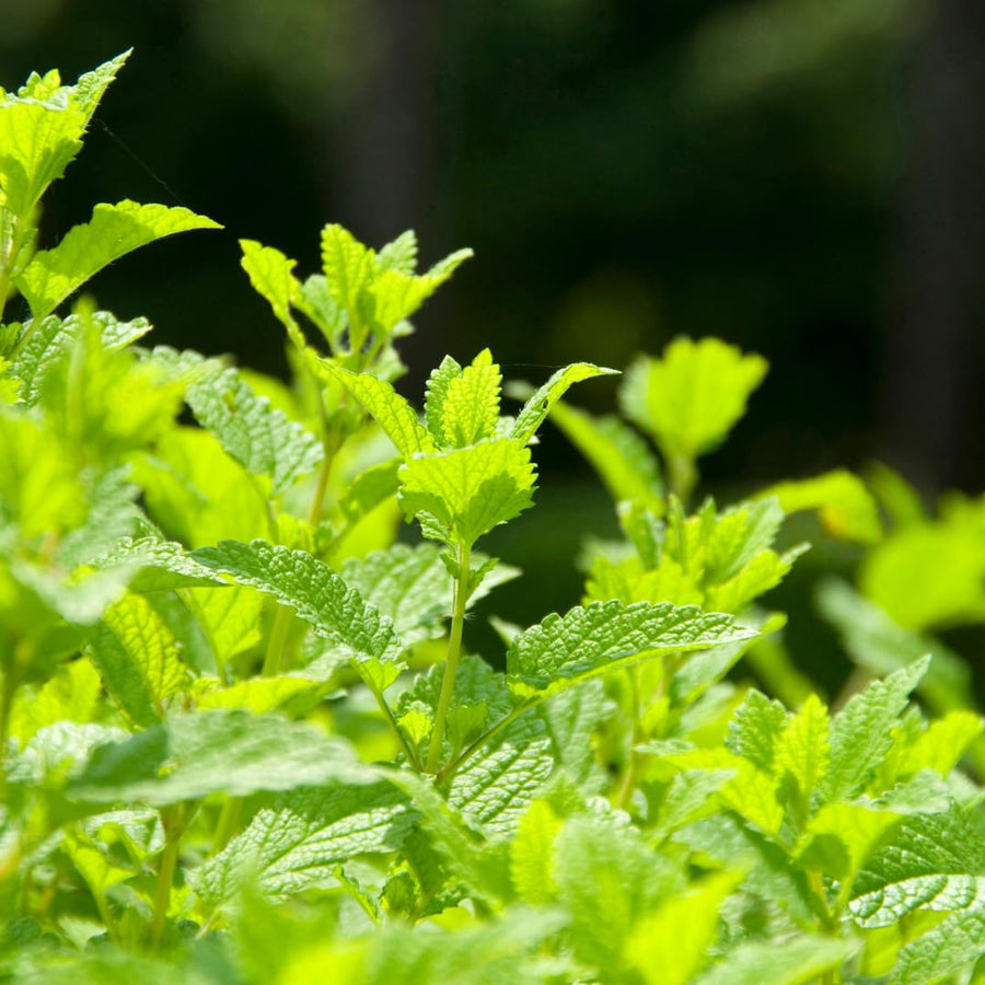Lemon Balm Plant, Fragrant Herb, 5-8 Inches Tall, Ready for Planting