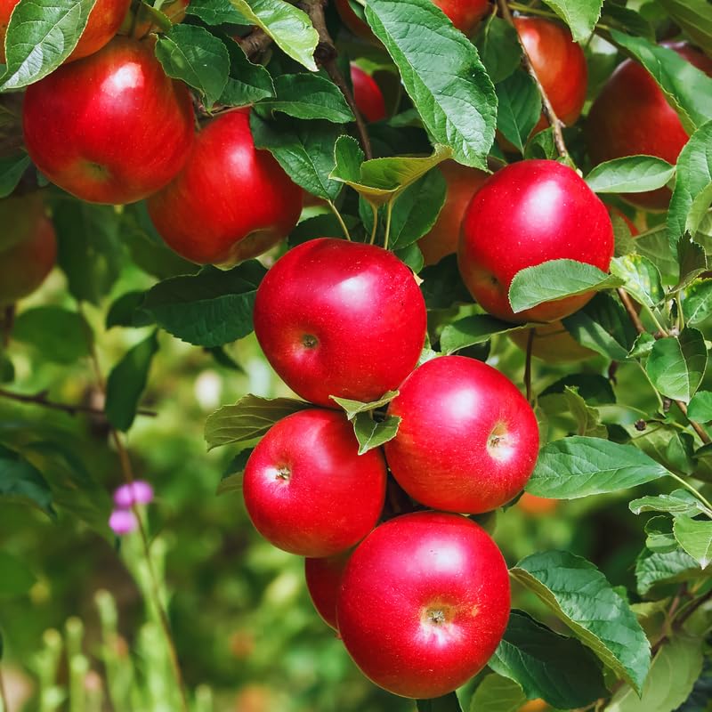Winesap Apple Tree Live Plant, Deep Red Apple Plant Live for Planting 2-3 Feet Tall, Gallon Pot, Live Apple Tree Plant, Apple Fruit Tree Ready to Grow Your Garden