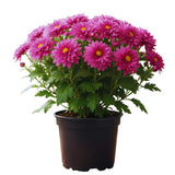 Chrysanthemum Plants Live Tree Well Rooted, 4 to 6 Inches Tall, Mums Plants Live, 2 Plants for The Patio and Garden (Purple)