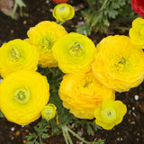 Ranunculus Bulbs, 25 Ranunculus Bulbs, French Peony Style Buttercup Corms, Spring Blooming Garden Flowers, Vibrant Flower Plant (Yellow Ranunculus)