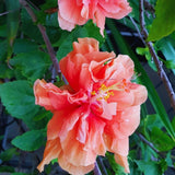 2 Hardy Hibiscus Plants Live, Hibiscus Flowers Plants Tree, 3 to 5Inc Long (Double Orange)