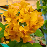 2 Yellow Bougainvillea Plants Live, Perennial Bougainvillea Flowers Vine, Outdoor Garden Planting 5-9 Inches