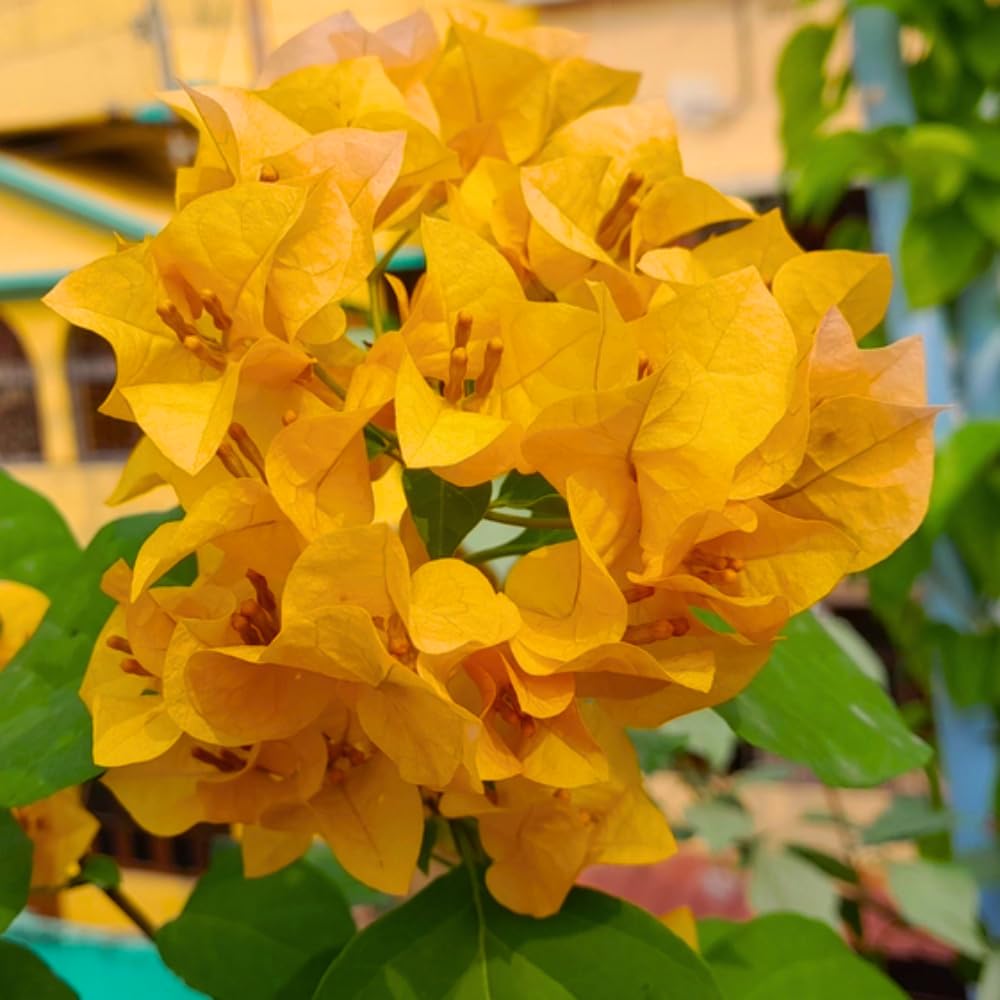 2 Yellow Bougainvillea Plants Live, Perennial Bougainvillea Flowers Vine, Outdoor Garden Planting 5-9 Inches