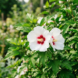White Red Rose of Sharon Plant Live, Rose of Sharon Plant, Quart Pot, 6-10 Inches Tall, Vibrant Bloom, White Red Althea for Indoor Outdoor Growing