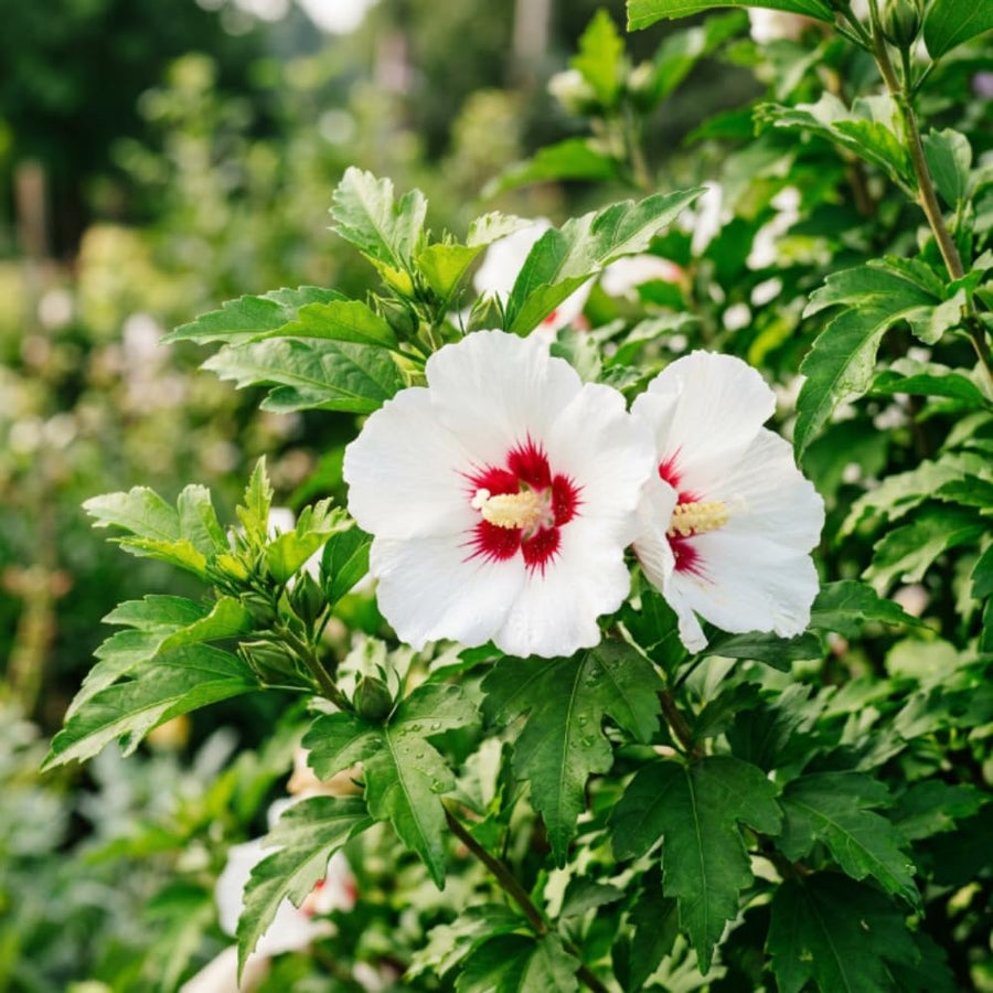 White Red Rose of Sharon Plant Live, Rose of Sharon Plant, Quart Pot, 6-10 Inches Tall, Vibrant Bloom, White Red Althea for Indoor Outdoor Growing