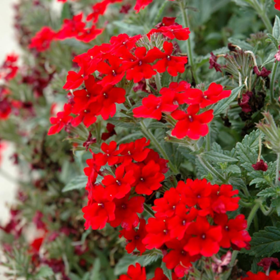 Perennial Red Verbena Plants Live, Sets 6 Plants Verbena for Planting, No Pot, Size 5-9 Inc Tall, Spring Plants Verbena for Trailing Basket, No Pot