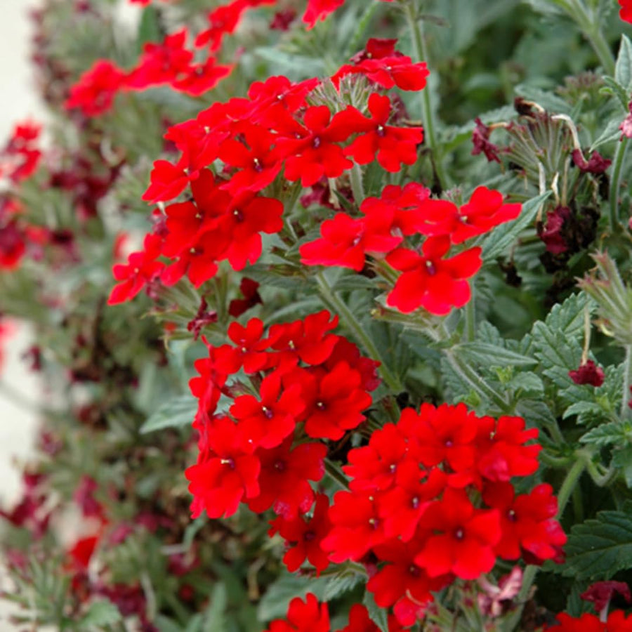 Perennial Red Verbena Plants Live, Sets 6 Plants Verbena for Planting, No Pot, Size 5-9 Inc Tall, Spring Plants Verbena for Trailing Basket, No Pot