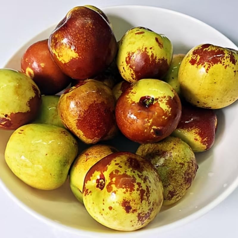 8 Months Old Li Jujube Tree Live Plant in Pot, 10 to 14 Inches in Tall, Rare Fruit Tree, High Yield, Dormant in Winter