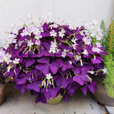 2 Deep Oxalis Shamrock Plants Live, 4-8 Inch Tall, Oxalis Triangularis Plants for Indoor or Outdoor Planting, Easy Care Perennial, USDA Zones 7–10