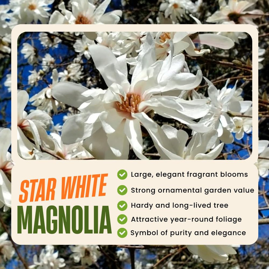 White Magnolia Plant Live, 6-12 Inch Tall, Magnolia Tree in 2.5” Pot, Flowering Ornamental Tree