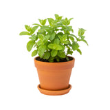 Apple Mint Live Plant 4.5″ Pot, Fragrant Culinary Mint Herb, Easy Care Indoor Outdoor Planting