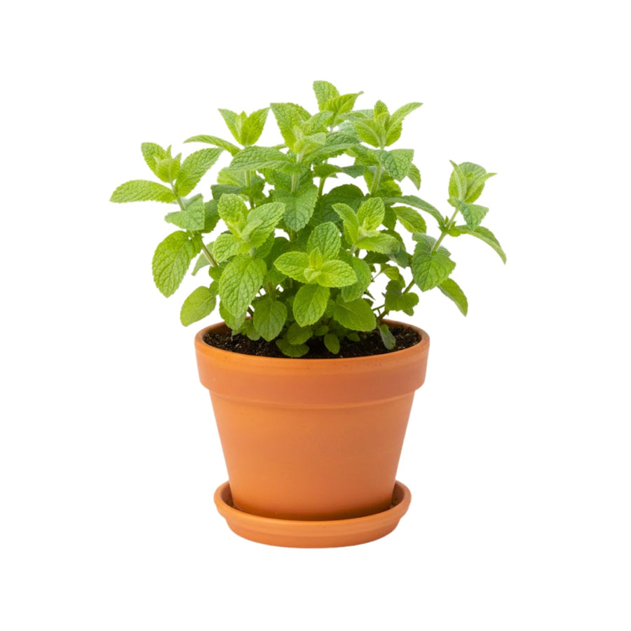 Apple Mint Live Plant 4.5″ Pot, Fragrant Culinary Mint Herb, Easy Care Indoor Outdoor Planting