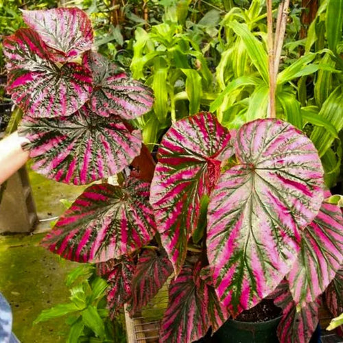 Set 3 Begonias Live Plants, Red Begonia, No Pot, Starter 4 to 8 Inc Tall, Indoor Outdoor Houseplant