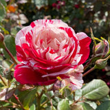 Rose Bush Live Plant - Rose Plant Live Shrub - Bareroot with Soil 5-10 Inch Tall - Fragrant Rose Flowers Heirloom Rose Shrub - No Pot (Stripe Rose)