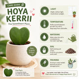 Live Hoya Kerrii Plant for Planting, Compact Foliage Houseplant, 3-5 Inches Tall, Succulent Plant for Indoor Outdoor Garden