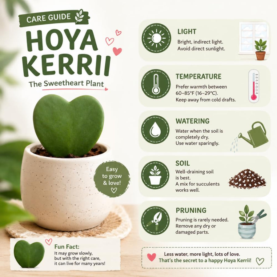 Live Hoya Kerrii Plant for Planting, Compact Foliage Houseplant, 3-5 Inches Tall, Succulent Plant for Indoor Outdoor Garden