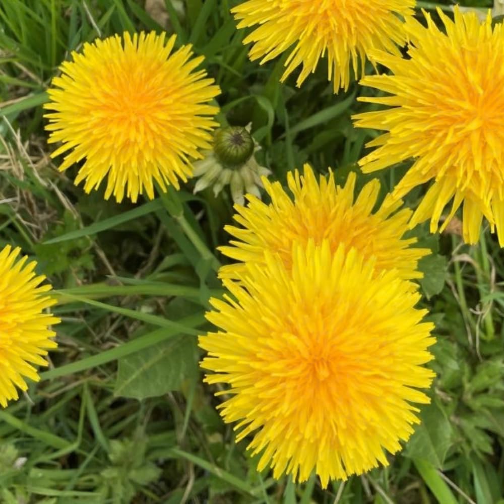 Dandelion Live Plant in 4'' Pot, Hardy Yellow Dandelion Flower Plant, Live Dandelion Plant, Edible Herb for Garden, 4-6 Inch Tall