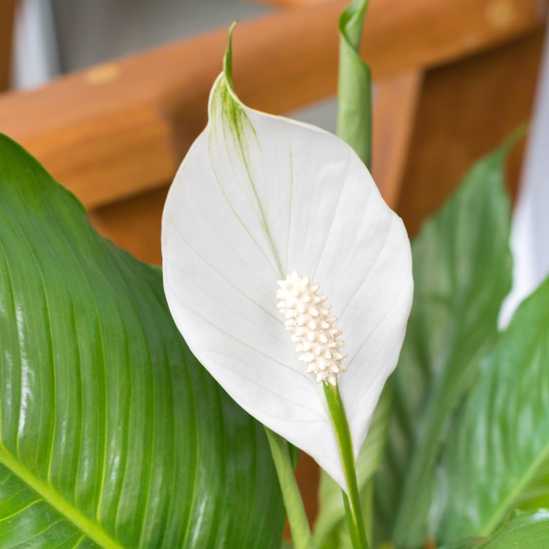 Peace Lily Plant Indoor Live, Well Rooted Peace Lily House Plant, White Flower, Plant Peace Lily Houseplant (Regular)