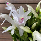 White Thanksgiving Cactus in 4" Pot for Spring Planting, Indoor Outdoor Home Decor