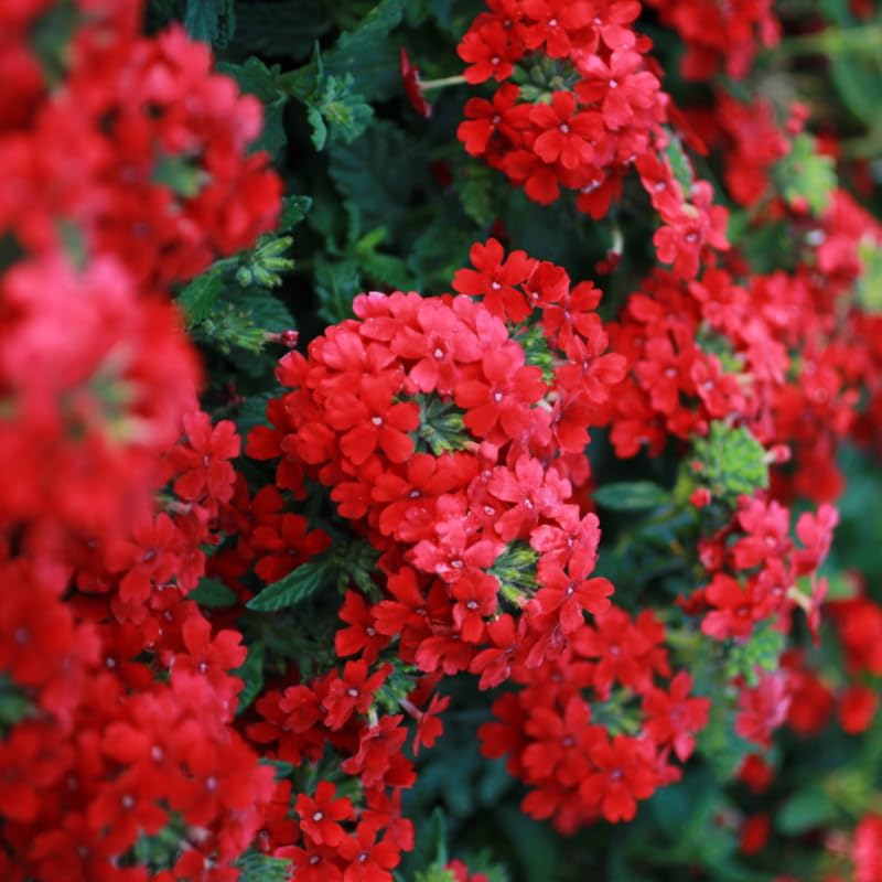 4 Red Verbena Plants Live, 5-9" Tall Hardy Perennial Flower Plants, Well-Rooted Outdoor Planting