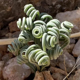 Rare Albuca Curly Plant Live in 4" Pot, Corkscrew Frizzle Sizzle Houseplant Ornamental Albuca Spiralis, Curly Grass Succulent Live Plant