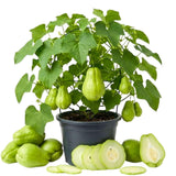 Green Chayote Squash Vine Live Plant, Edible Vegetable Plant, 8-10 Inches Tall for Garden Planting