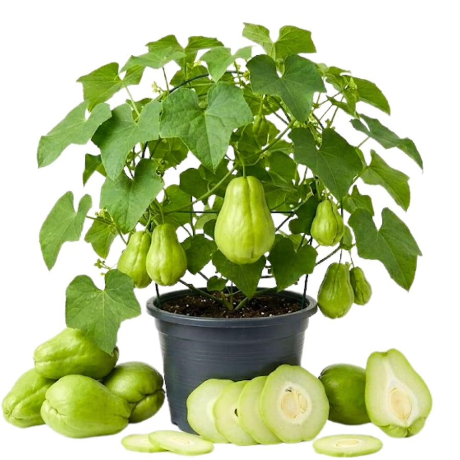 Green Chayote Squash Vine Live Plant, Edible Vegetable Plant, 8-10 Inches Tall for Garden Planting