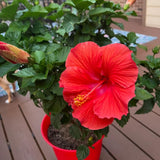 Set of 7 Hibiscus Cuttings for Planting, Tropical Flowering Plants, Ready to Grow, Suitable for Outdoor Garden or Containers (Red Hibiscus)