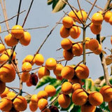 American Persimmon Trees Live Plants, Seedlings 8 to 12 Inc Tall, Sweet Persimmon Fruit Tree for Outdoor Planting, Dormant in Winter