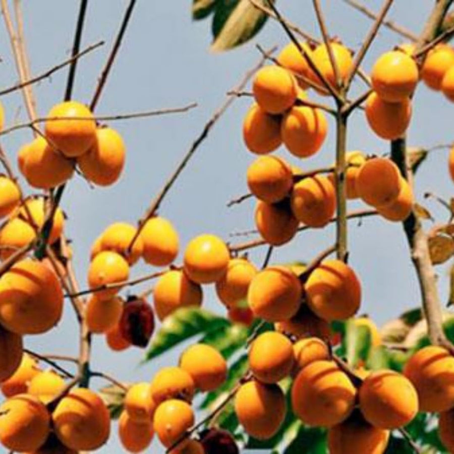 American Persimmon Trees Live Plants, Seedlings 8 to 12 Inc Tall, Sweet Persimmon Fruit Tree for Outdoor Planting, Dormant in Winter