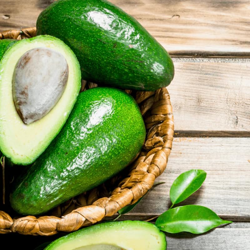 Avocado Tree Live Plant, Cold Hardy Avocado Plant Live 2-3 Feet Tall, Tropical Smooth Fruit Tree