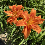 Pack 10 Daylily Bulbs for Planting Spring, Fast Blooming Hardy Perennial Lily Bare Roots for Outdoor Growing (Double Orange Day Lily)