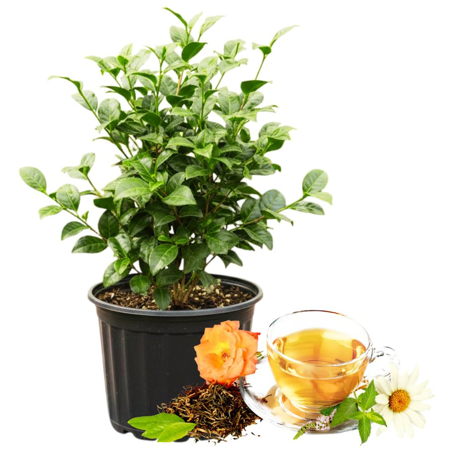 Tea Plant Live, Camellia Sinensis Plant, Green Tea Tree Full Rooted in 1 Gallon Pot, Fragrant White Flowers for Outdoor Growing