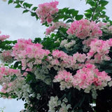 Bougainvillea Plant Live, Bougainvillea Flower Plants, Trailing Flowering Vines, Vibrant Blooms, 4-7 Inches Tall in 4 Inch Pot for Growing (White Pink)