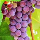 Red Grape Vine Plant Live for Planting Outdoors, Grape Plant Live Grape Tree to Grow 1-2 Years Old, Grape Fruit Tree Live Plant