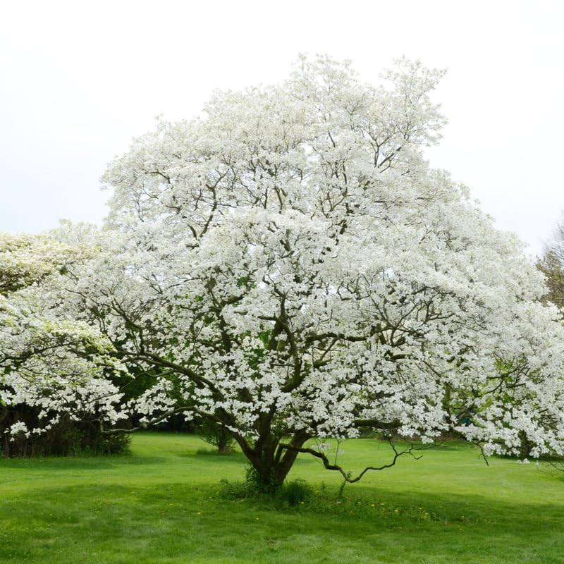 Potted White Kousa Flowering Dogwood Trees Live Plants Shrubs, 6-12" Tall Dogwood Tree Bush Flower Shrub for Planting Outdoor