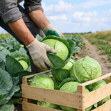 Pack of 1000 Cabbage Seeds for Planting, Cabbage Seeds, Easy Care Vegetable for Containers, Raised Beds and Outdoor Garden