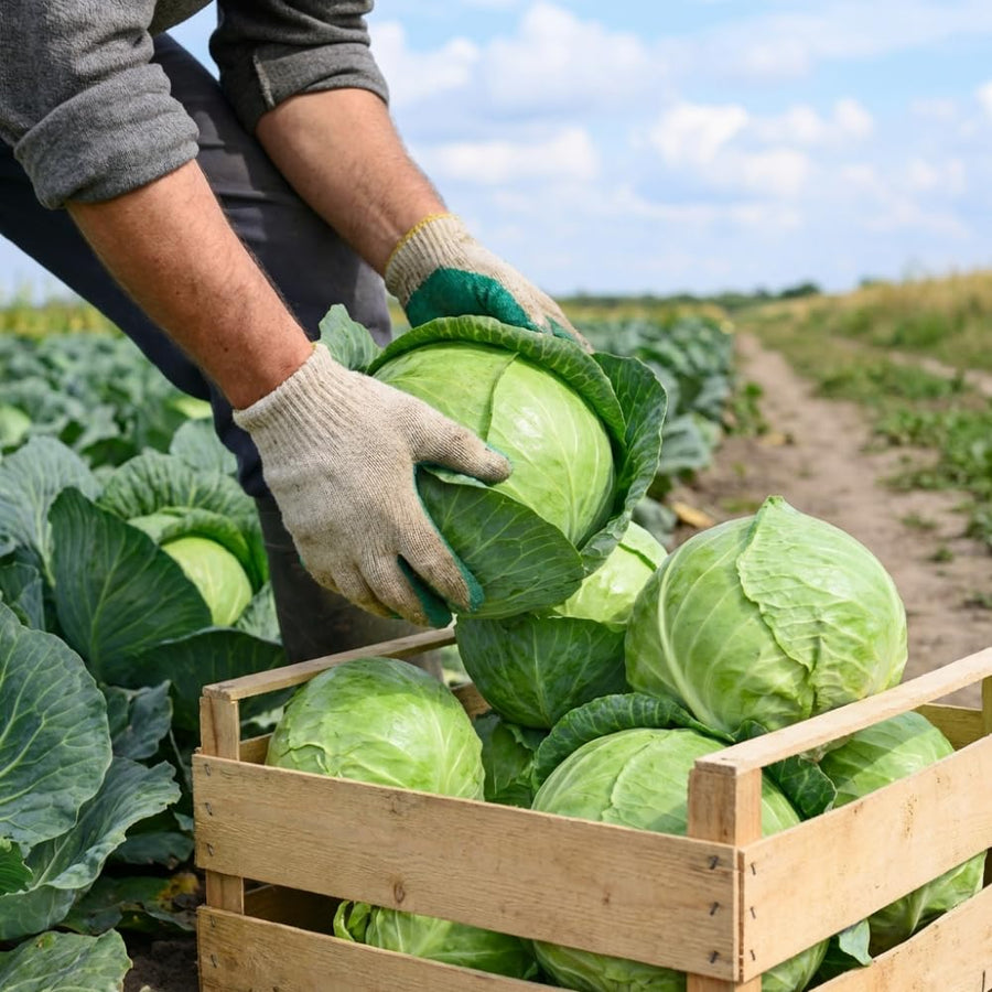Pack of 1000 Cabbage Seeds for Planting, Cabbage Seeds, Easy Care Vegetable for Containers, Raised Beds and Outdoor Garden