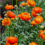 Ranunculus Bulbs, 25 Ranunculus Bulbs, French Peony Style Buttercup Corms, Spring Blooming Garden Flowers, Vibrant Flower Plant (Orange Ranunculus)