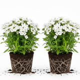 2 White Verbena Plants Live for Planting, Colorful Blooming Flower Plant, Verbena Live Plants, 5 to 7 Inc Tall