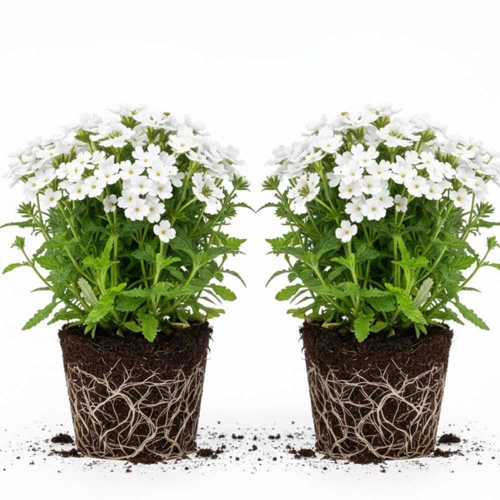 2 White Verbena Plants Live for Planting, Colorful Blooming Flower Plant, Verbena Live Plants, 5 to 7 Inc Tall
