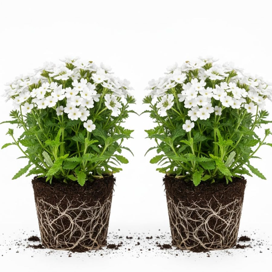 2 White Verbena Plants Live for Planting, Colorful Blooming Flower Plant, Verbena Live Plants, 5 to 7 Inc Tall