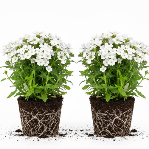 2 White Verbena Plants Live for Planting, Colorful Blooming Flower Plant, Verbena Live Plants, 5 to 7 Inc Tall