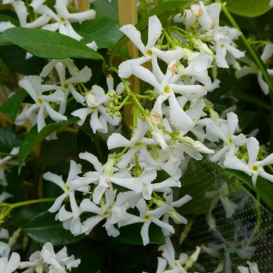 3 Star Jasmine Plants Live, 5 to 6 Inc Long, Green Jasmine Flower Plant Indoor Live