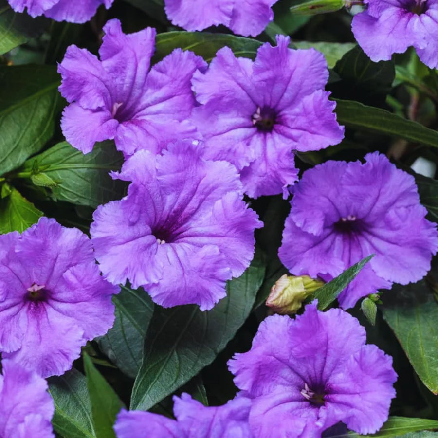2 Mexican Petunias Live Plants - Petunia Plants Live, Live Petunia Plants Outdoor Garden - Zone 8 to 11, Size 4 to 7 Inch Tall, Purple